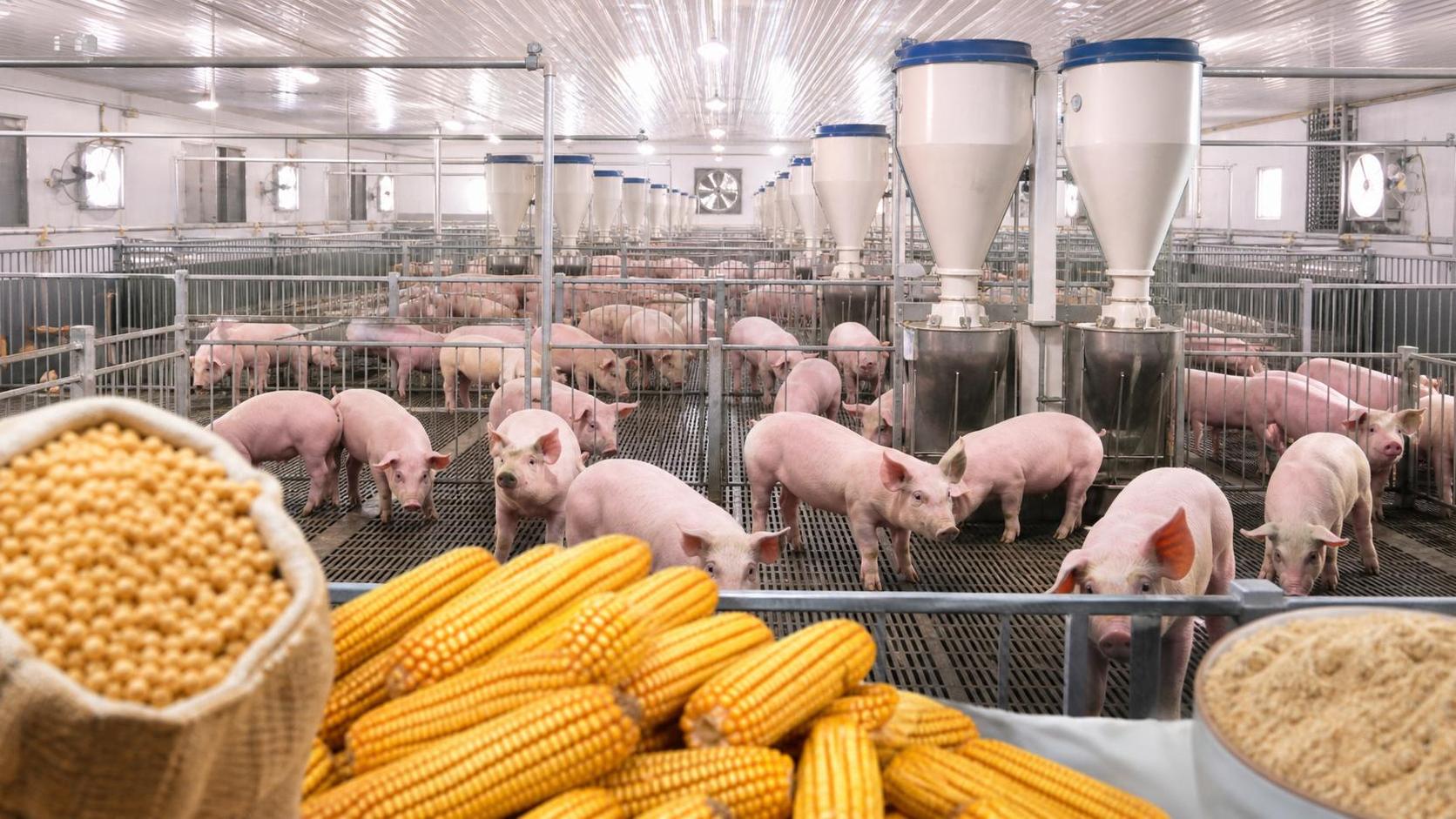 Hog Farming Profit Breakdown: Feed Costs, Mortality Rates, and Margin Benchmarks
