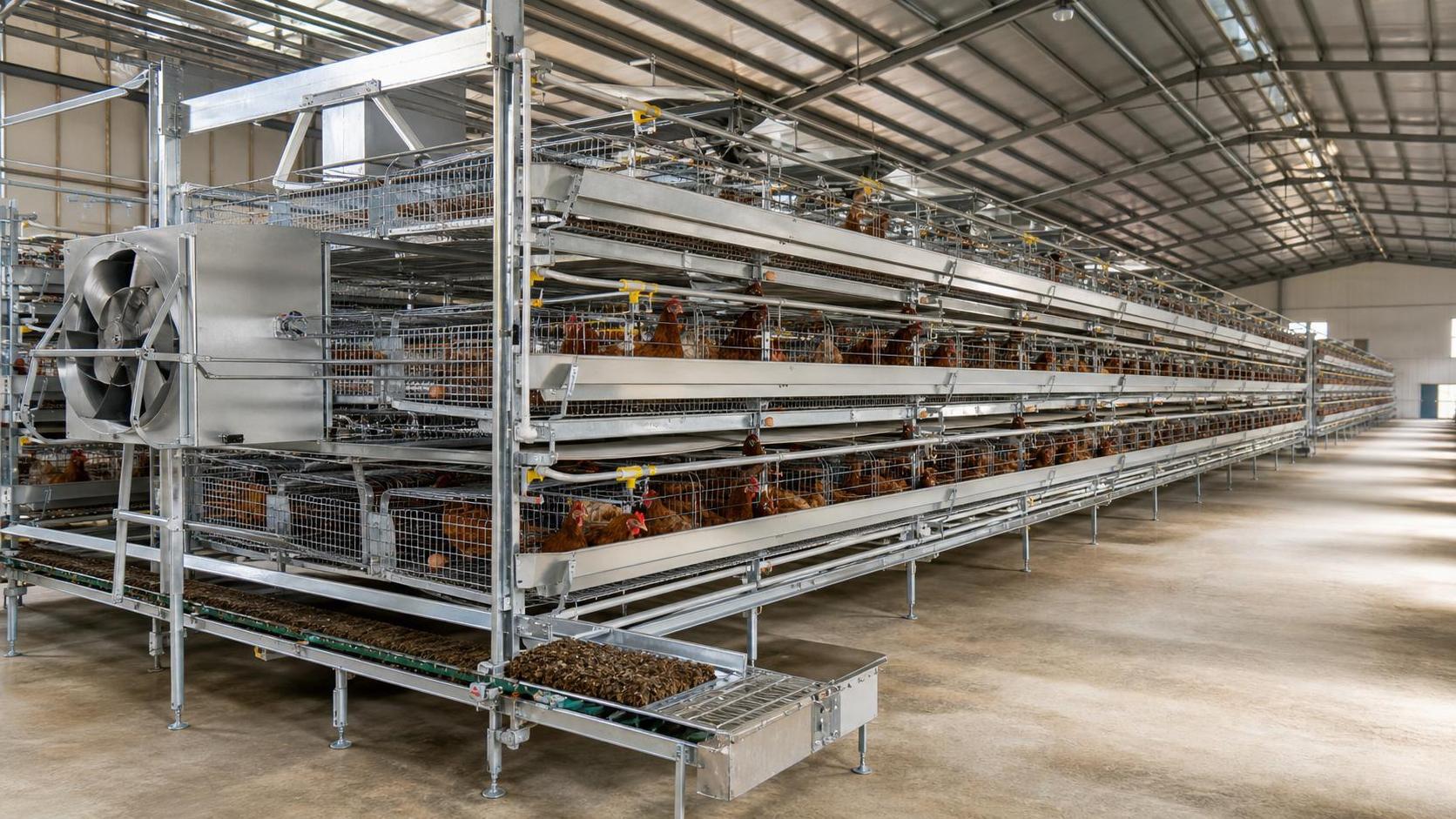 Poultry Housing Upgrades in 2026: What Nigeria Buyers Are Prioritizing