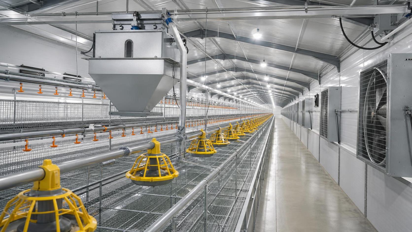 Poultry Farming Supplies Standards: What Buyers Should Check Before Sourcing?