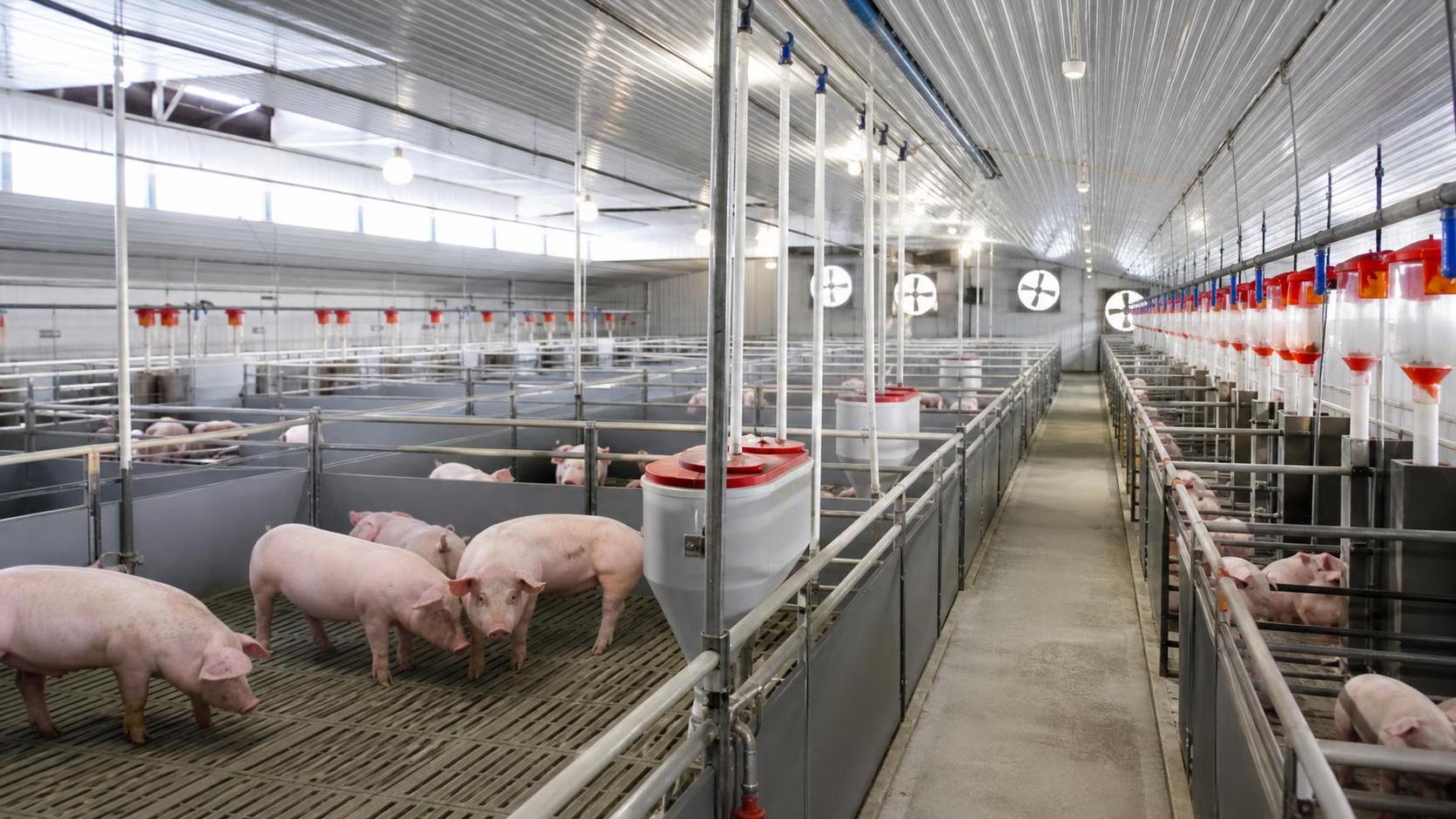 How to Select Animal Husbandry Equipment for Pig Farms by Herd Size and Layout
