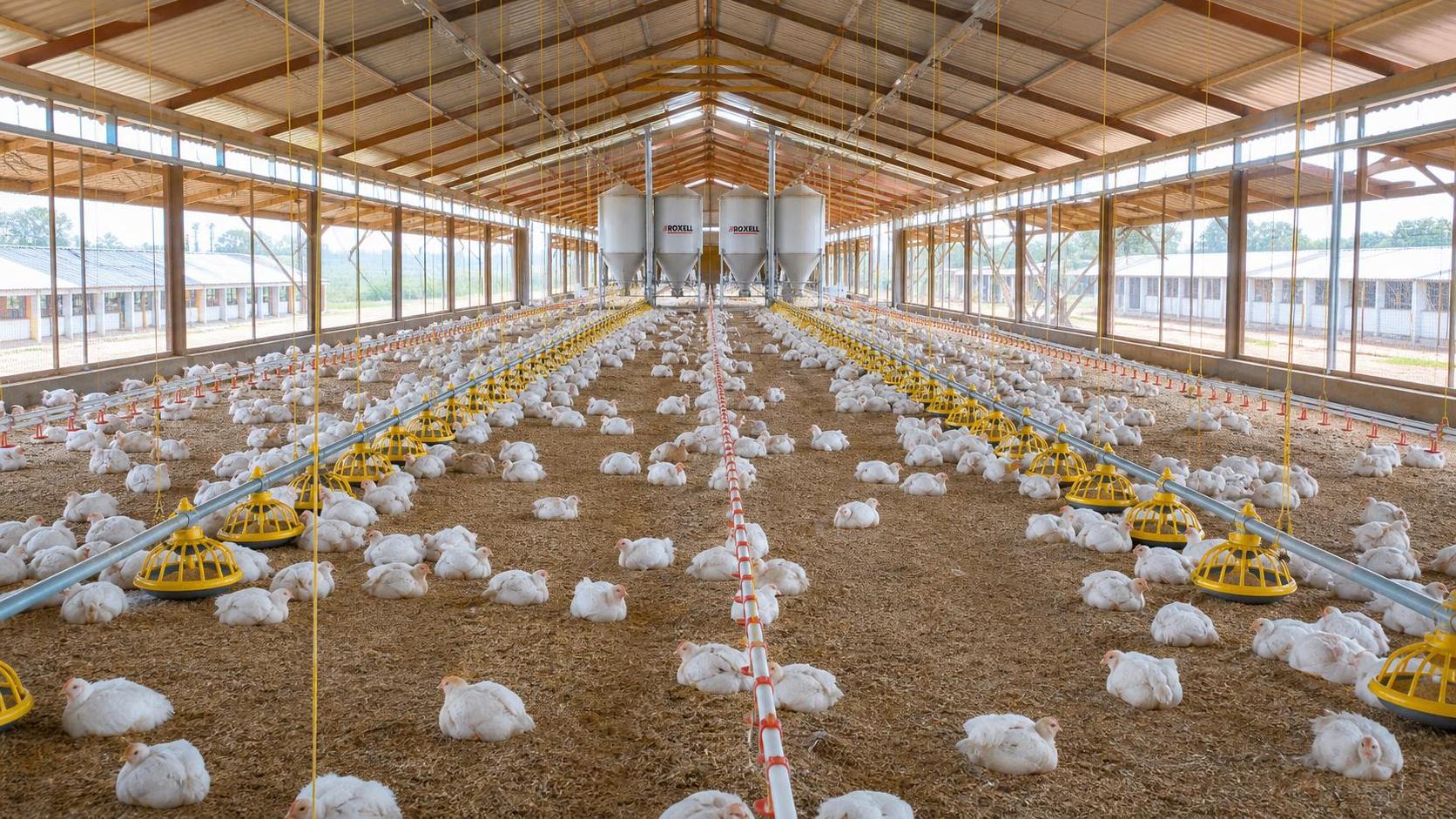 Starting a Poultry Farm in Nigeria: How Housing and Feeding Systems Change the Budget