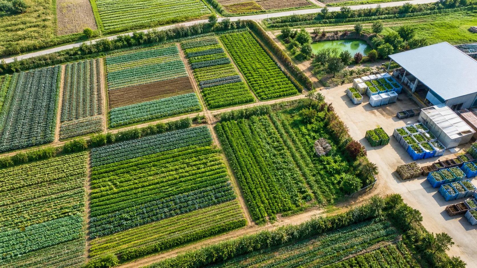 Organic Farming Standards: What Buyers and Growers Need to Check Before Certification