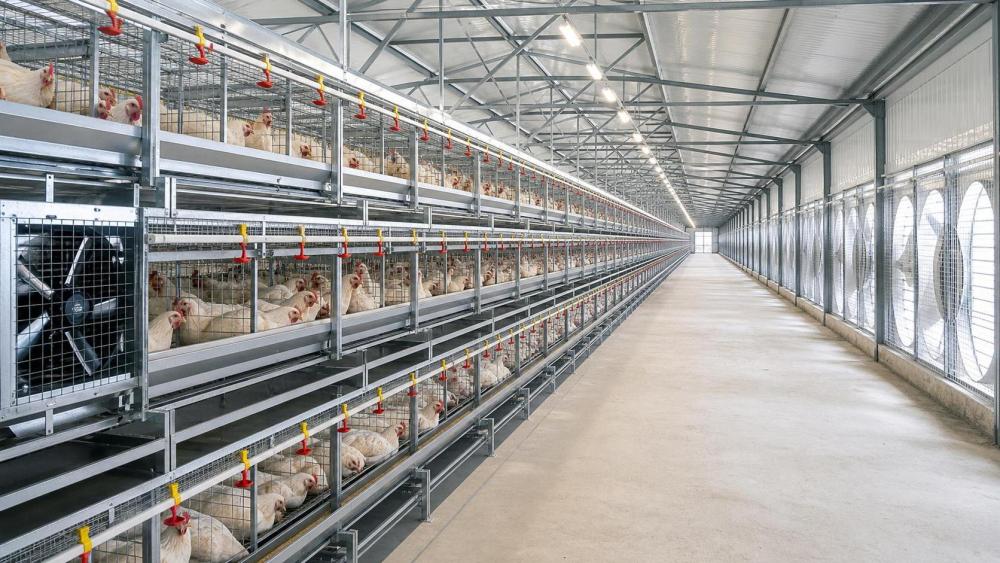 Planning a Broiler Cage House: Equipment Sizing Mistakes That Raise Operating Risk Planning a Broiler Cage House: Equipment Sizing Mistakes That Raise Operating Risk