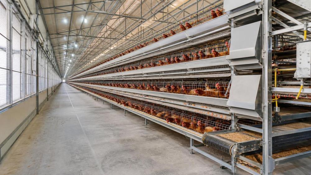 How to View Poultry Equipment Details When Planning a 1,000-Layer House