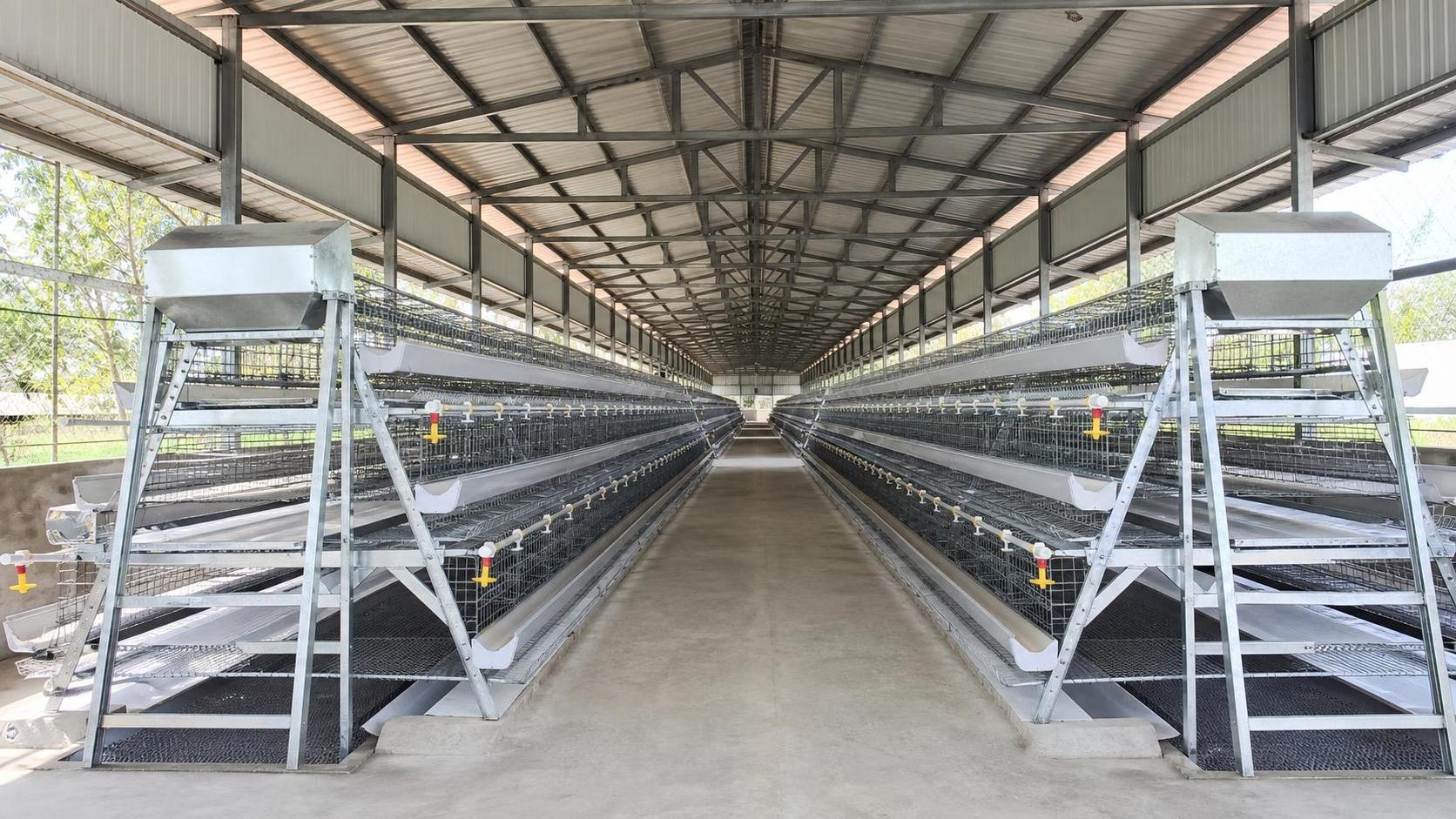Poultry Cage in Nigeria: Matching A-Type Systems to Layer Farm Scale