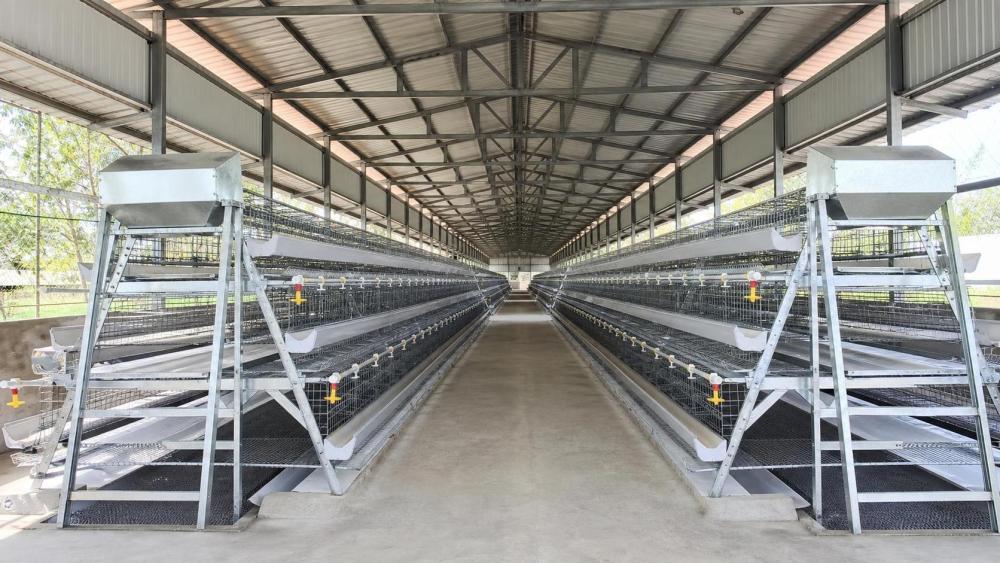 Poultry Cage in Nigeria: Matching A-Type Systems to Layer Farm Scale