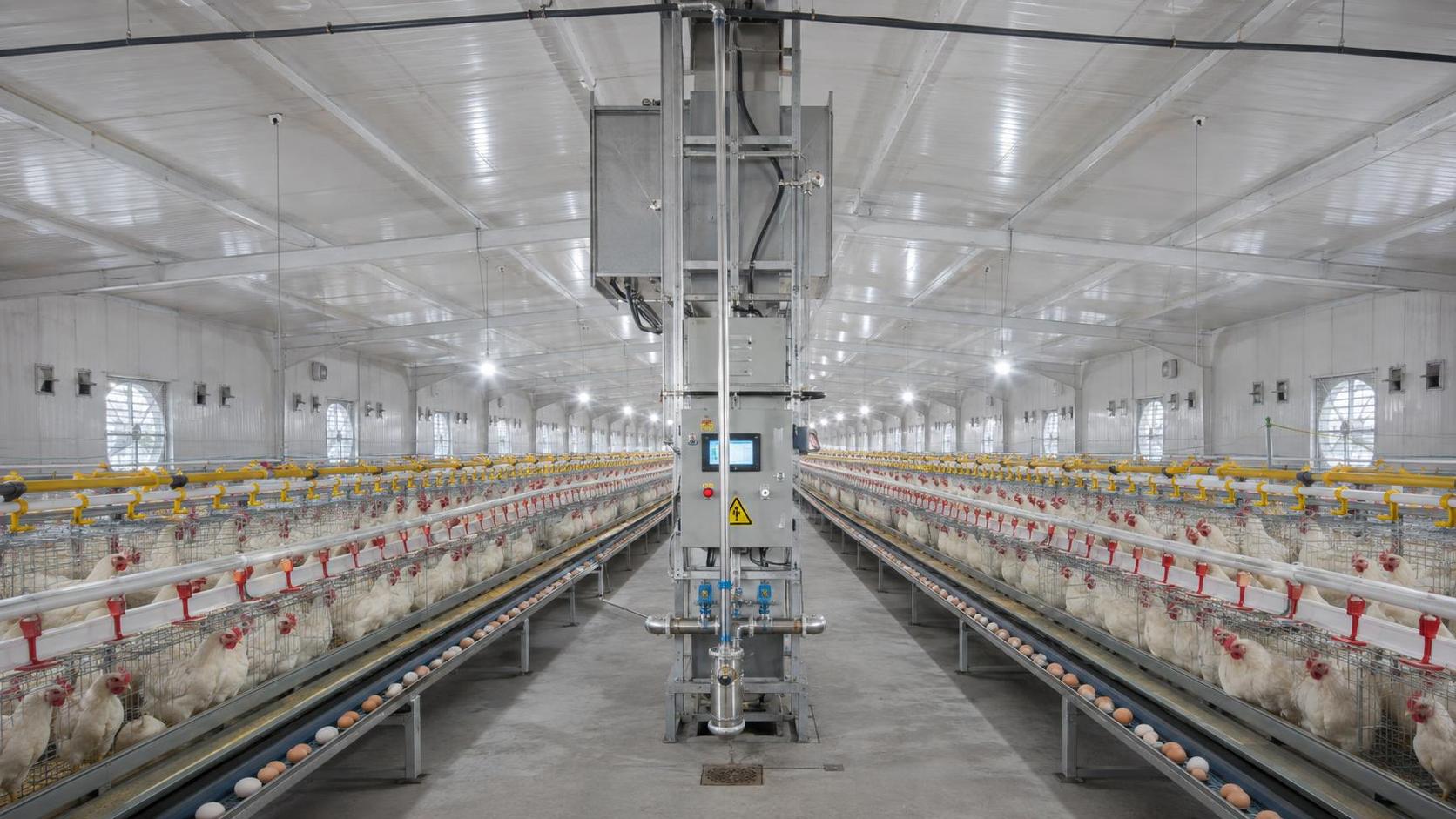 Why Poultry Equipment Prices Vary by Capacity, Materials, and Automation
