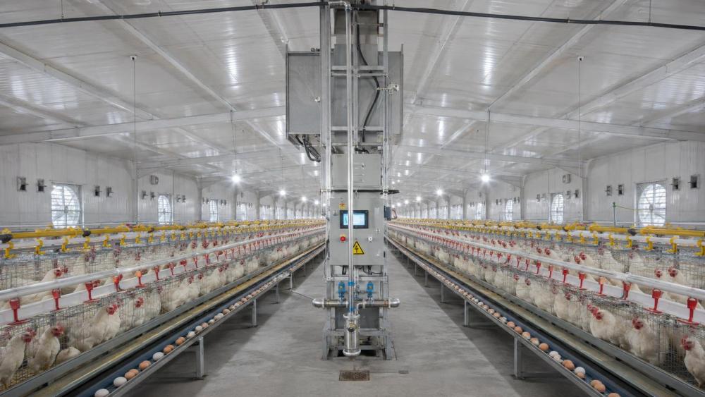 Why Poultry Equipment Prices Vary by Capacity, Materials, and Automation Why Poultry Equipment Prices Vary by Capacity, Materials, and Automation