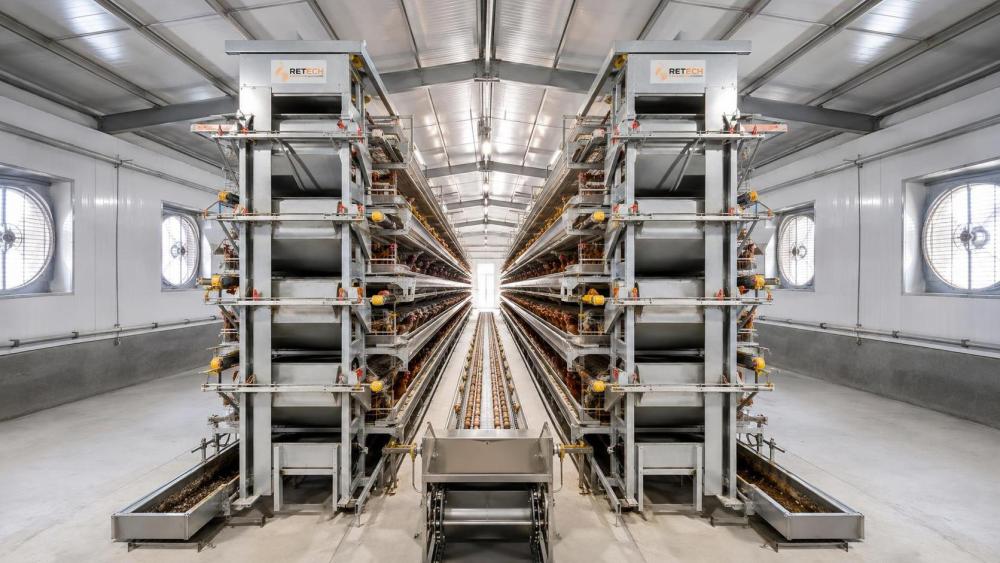 Matching Automatic Chicken Cage Capacity to Layer Farm Scale Matching Automatic Chicken Cage Capacity to Layer Farm Scale