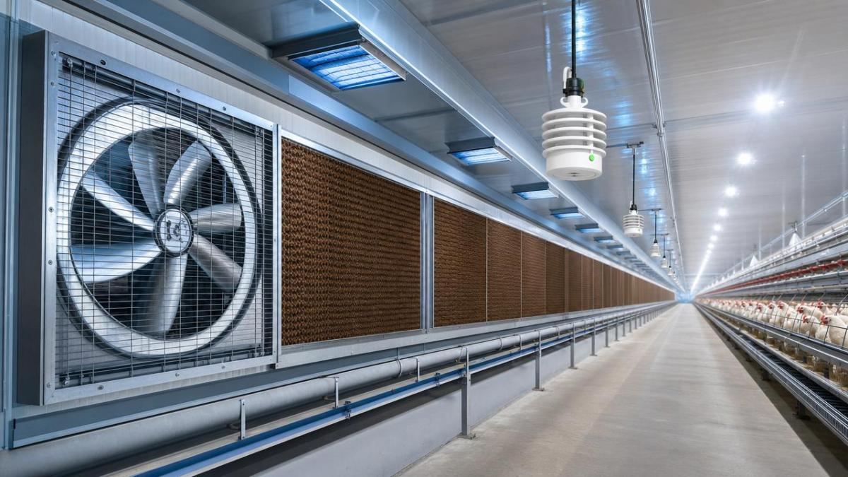 Poultry Ventilation And Temperature Control System: Key Setup Points Poultry Ventilation And Temperature Control System: Key Setup Points