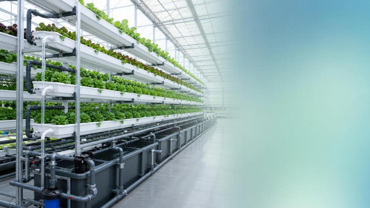Hydroponic Systems: Which Setup Is Easiest to Scale Without Waste Hydroponic Systems: Which Setup Is Easiest to Scale Without Waste