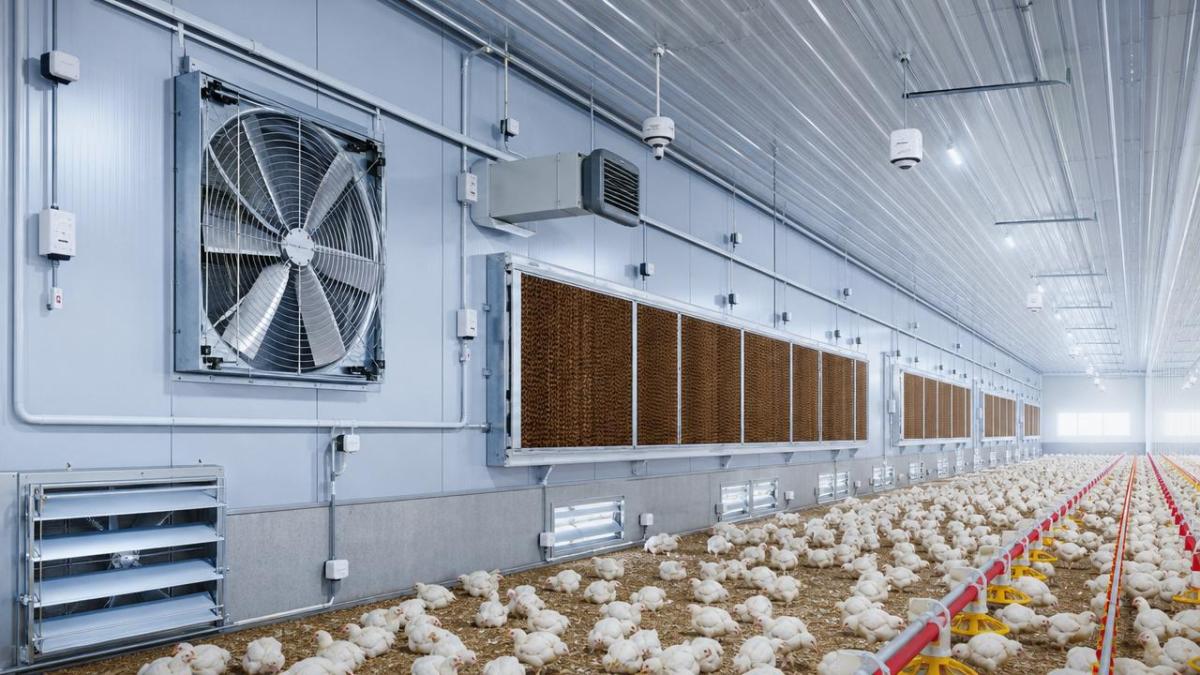 How to Compare Poultry Ventilation And Temperature Control System Options