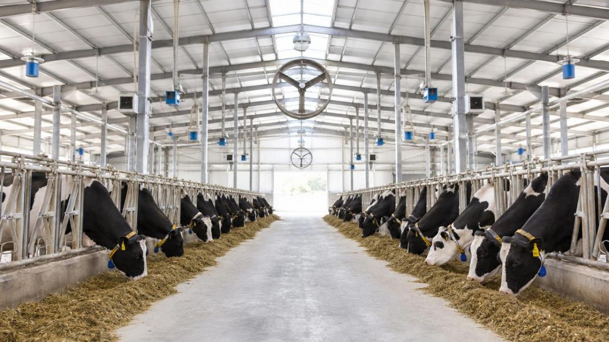 What Makes Precision Livestock Farming Pay Off on Farm