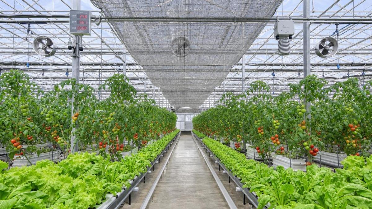 Smart Greenhouses Need Better Climate Control, Not More Sensors