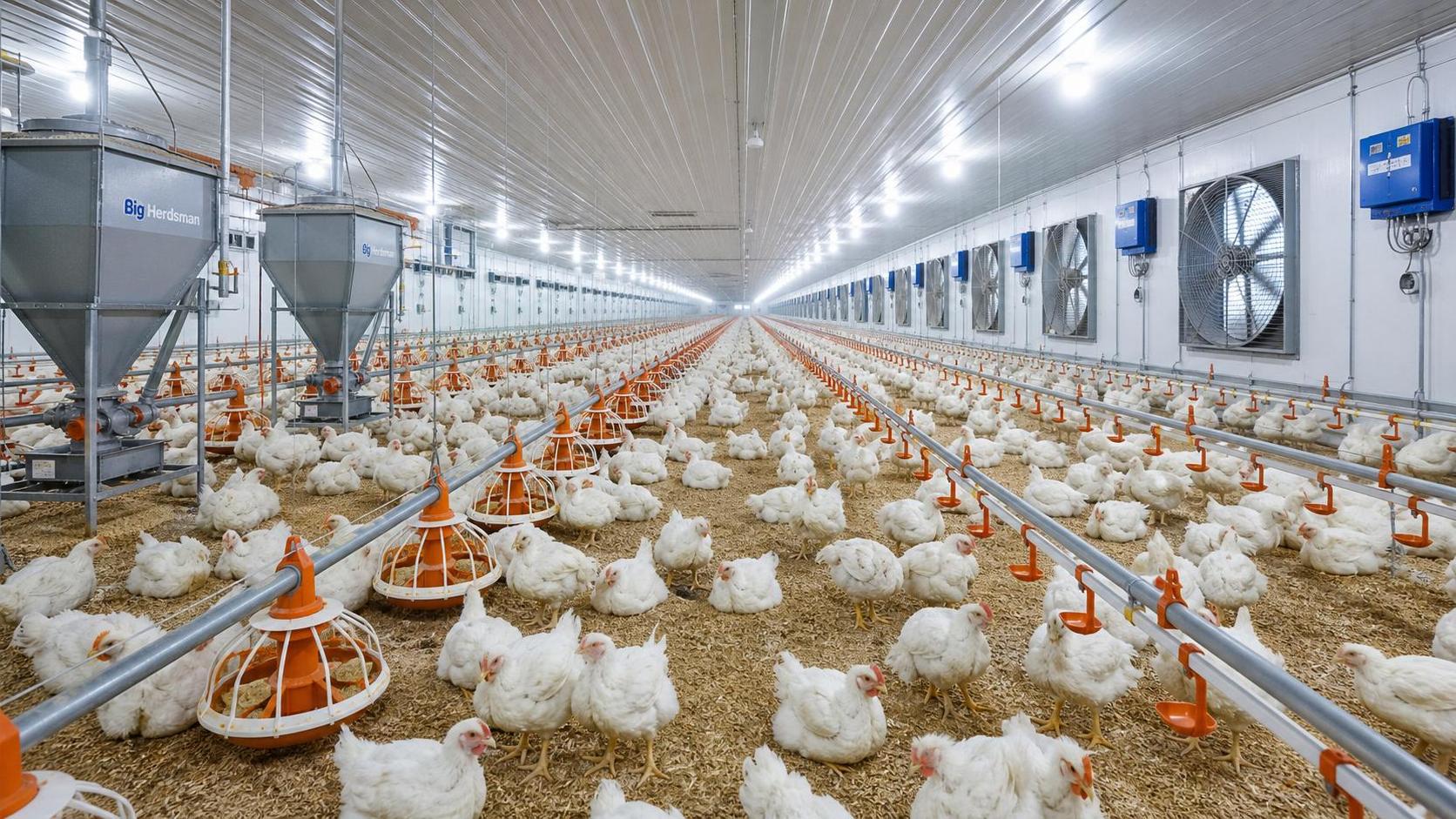 How to Choose Livestock Equipment for Poultry Farms by Flock Size