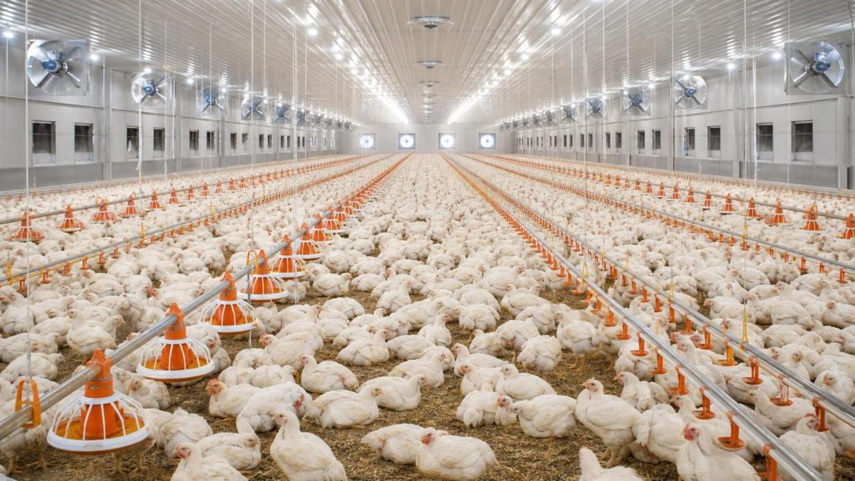 Livestock Equipment for Poultry Farms: Common Setup Mistakes to Avoid