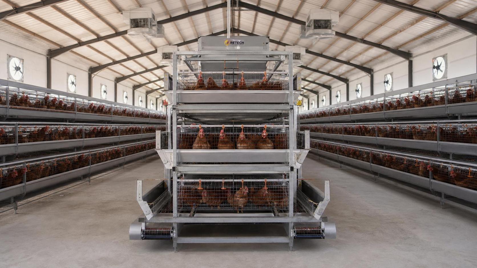 Complete Poultry Farm Equipment for Nigeria: Cost and Layout Guide Complete Poultry Farm Equipment for Nigeria: Cost and Layout Guide