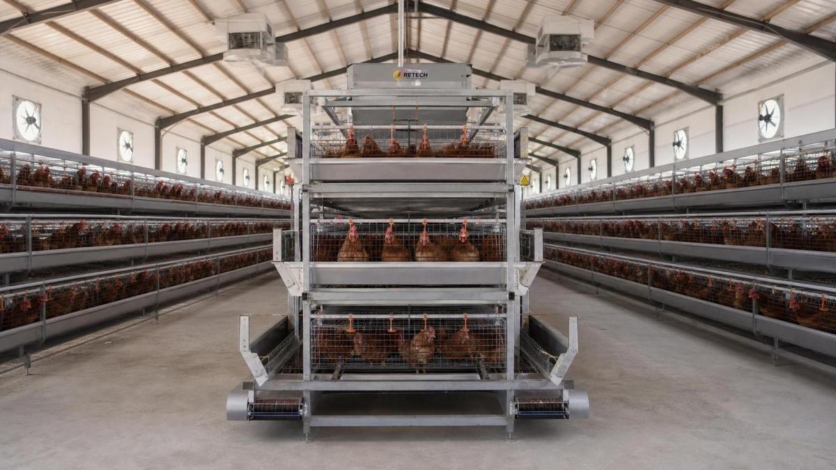 Complete Poultry Farm Equipment for Nigeria: Cost and Layout Guide Complete Poultry Farm Equipment for Nigeria: Cost and Layout Guide