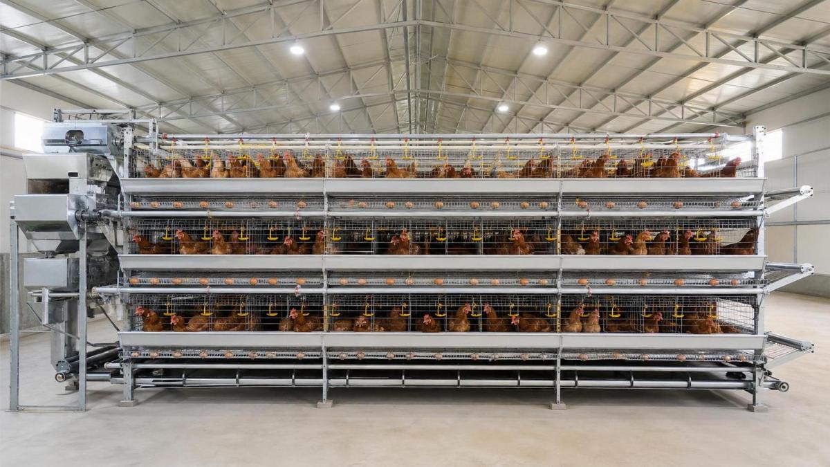 Practical Guide to Layer Cage Planning for Poultry Buyers Practical Guide to Layer Cage Planning for Poultry Buyers