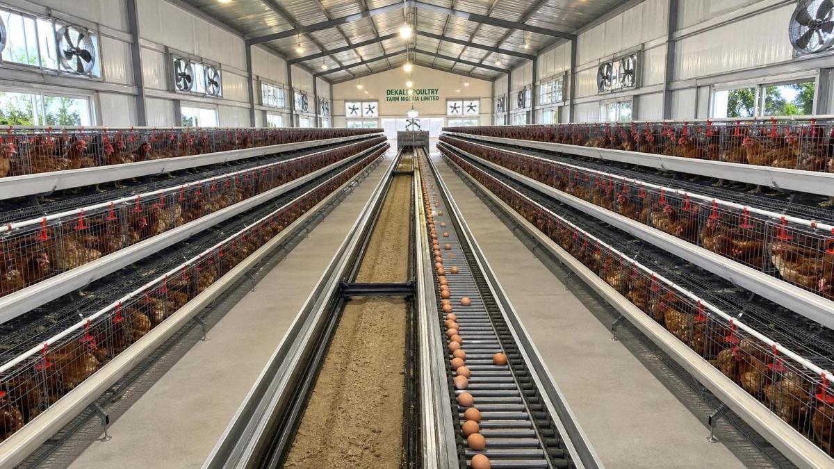 Poultry Farm Equipment in Nigeria: Buyer Setup Guide