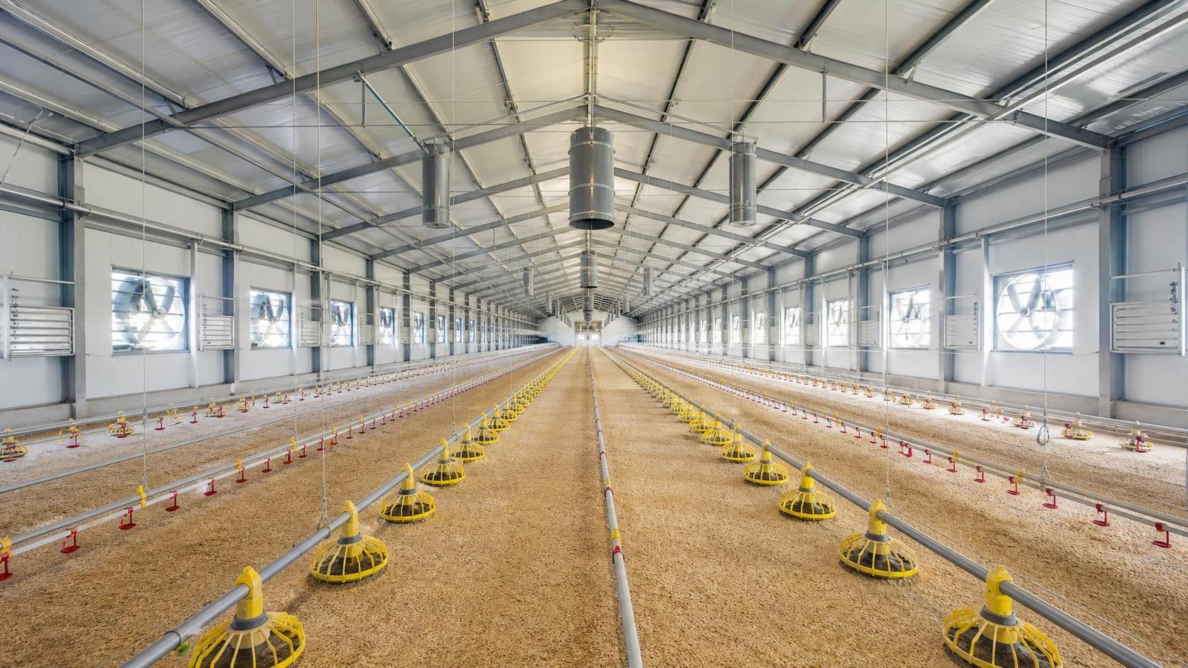 Standard Size of a Poultry House for 1000 Birds: Planning in Meters Standard Size of a Poultry House for 1000 Birds: Planning in Meters