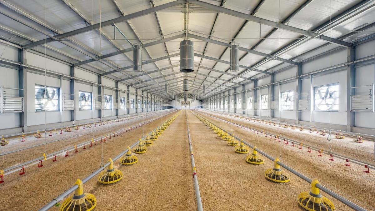 Standard Size of a Poultry House for 1000 Birds: Planning in Meters Standard Size of a Poultry House for 1000 Birds: Planning in Meters