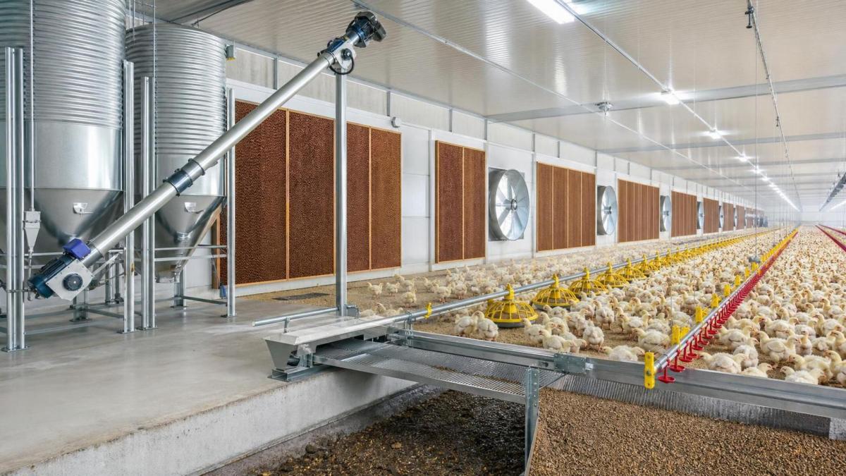 How to Evaluate Poultry House Equipment for Capacity and Workflow How to Evaluate Poultry House Equipment for Capacity and Workflow