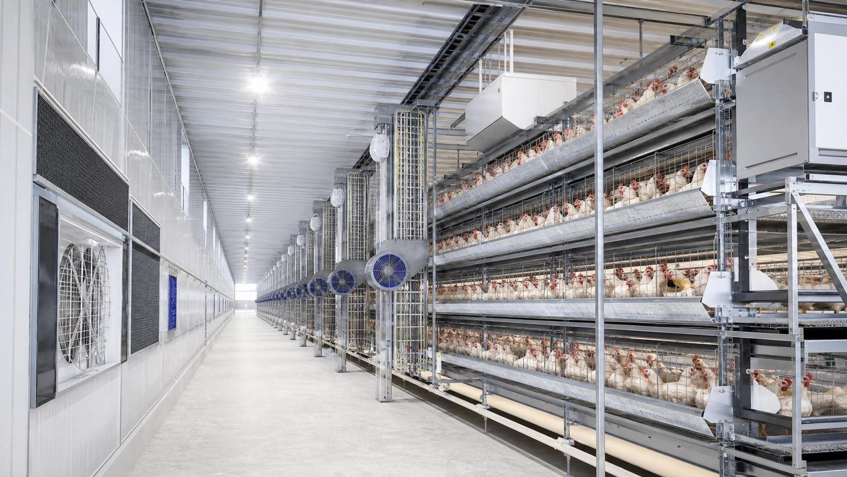 How Ventilation Design Changes What to View in Poultry Equipment Details How Ventilation Design Changes What to View in Poultry Equipment Details