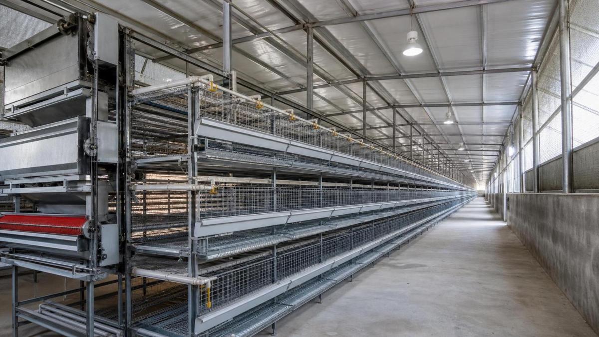 How to Compare Poultry Cage Sizes When Planning Capacity for Layer Farms
