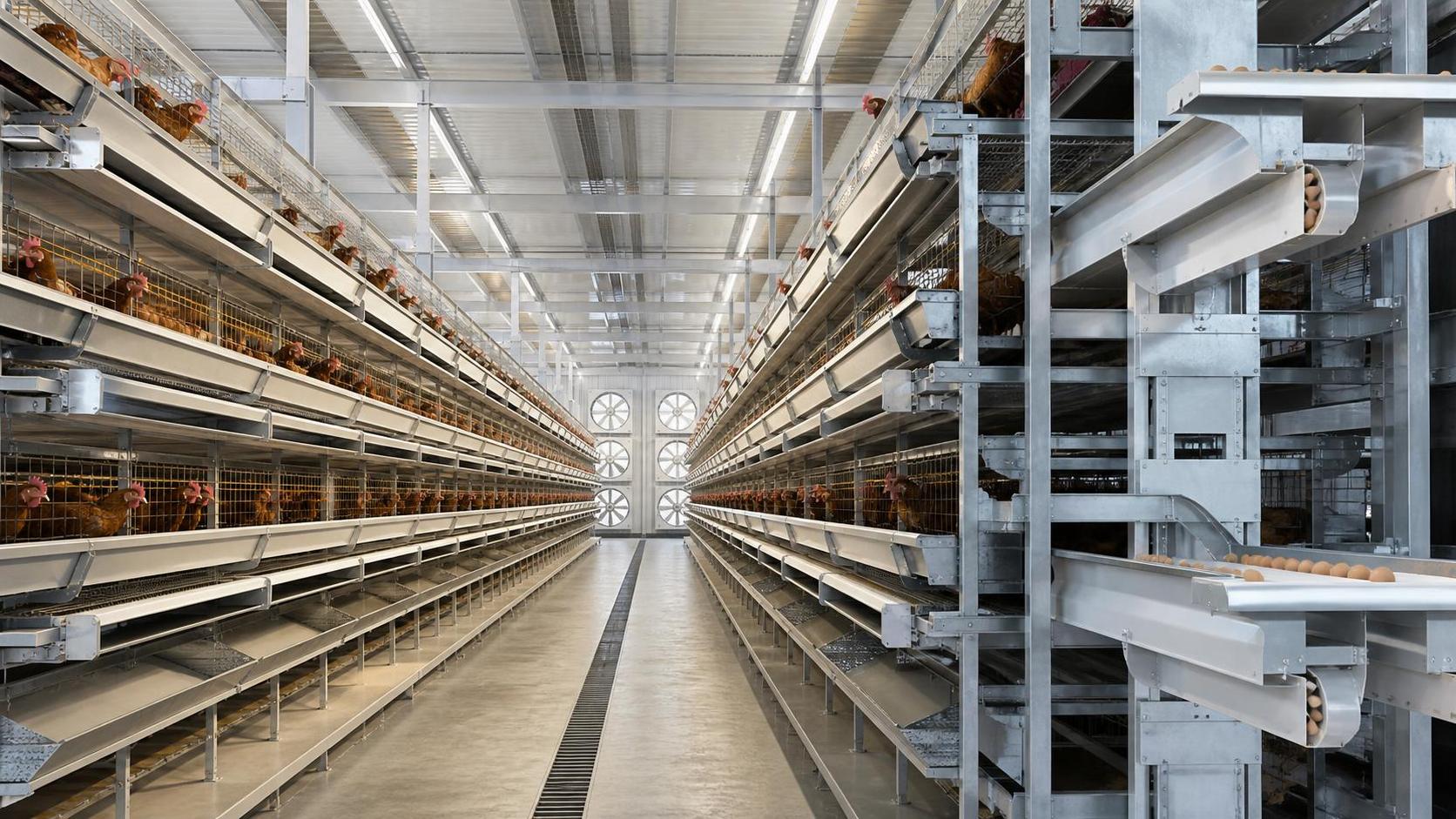 Comparing Layer Cage Configurations for Capacity, Ventilation, and Daily Farm Use