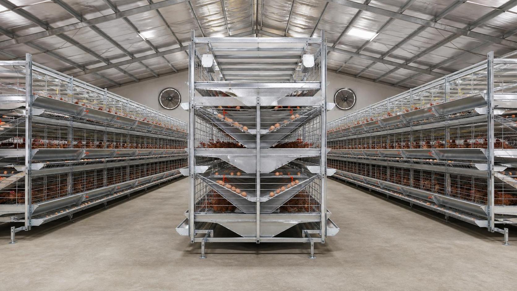 How Cage Design and Steel Quality Affect Poultry Cage Price in Nigeria How Cage Design and Steel Quality Affect Poultry Cage Price in Nigeria