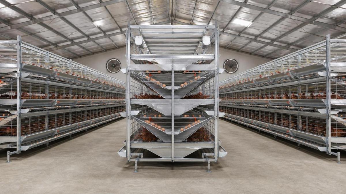 How Cage Design and Steel Quality Affect Poultry Cage Price in Nigeria How Cage Design and Steel Quality Affect Poultry Cage Price in Nigeria