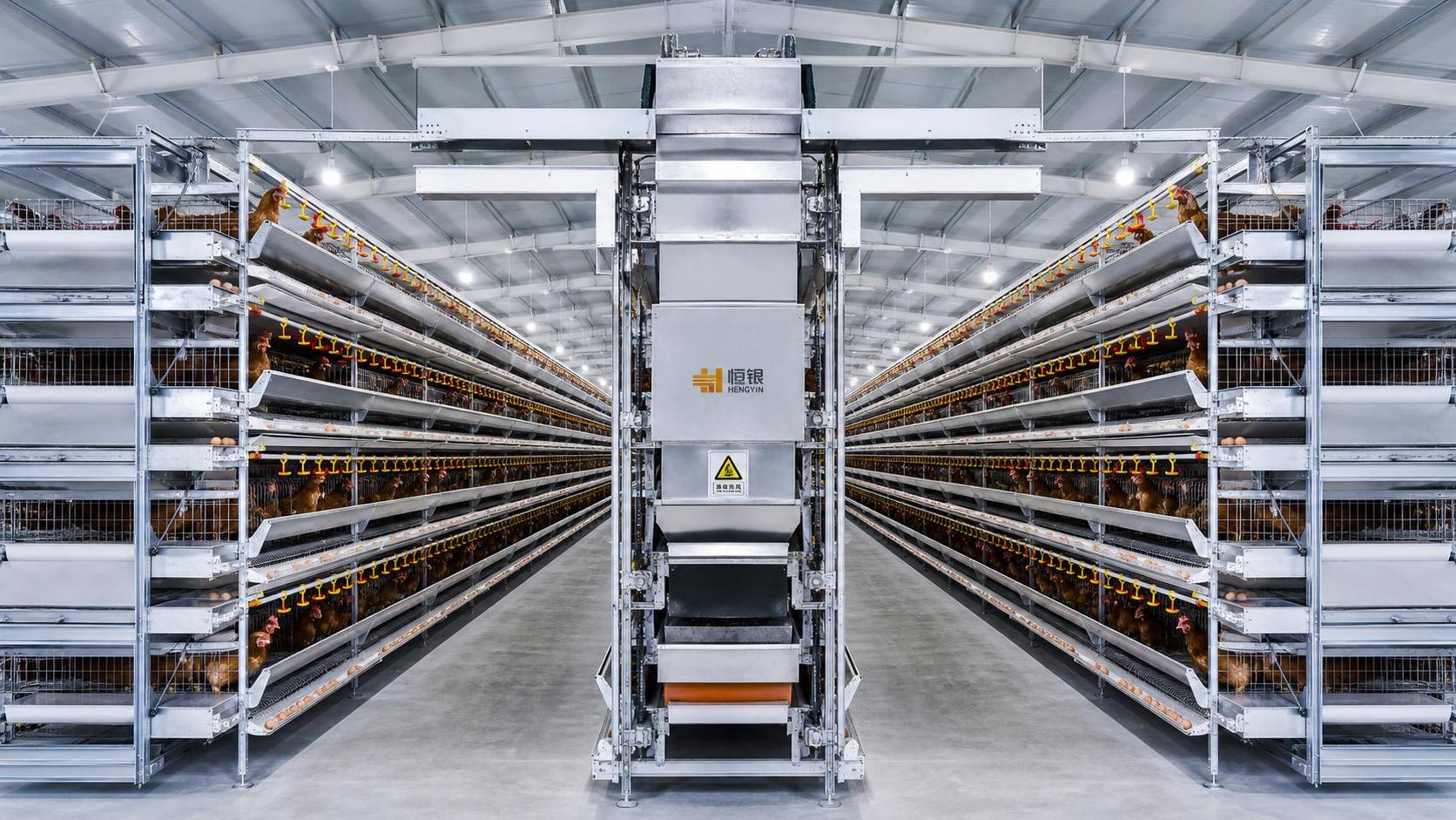 When does an automatic h type layer cage make sense for egg farms?