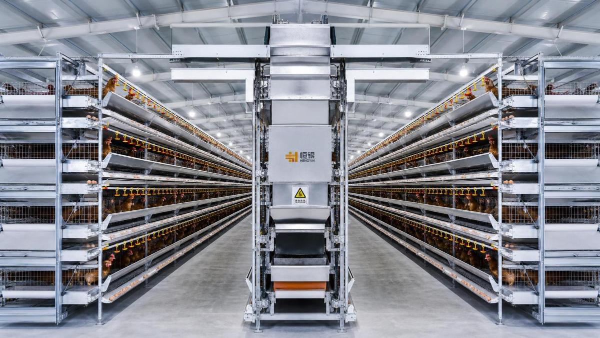 When does an automatic h type layer cage make sense for egg farms? When does an automatic h type layer cage make sense for egg farms?