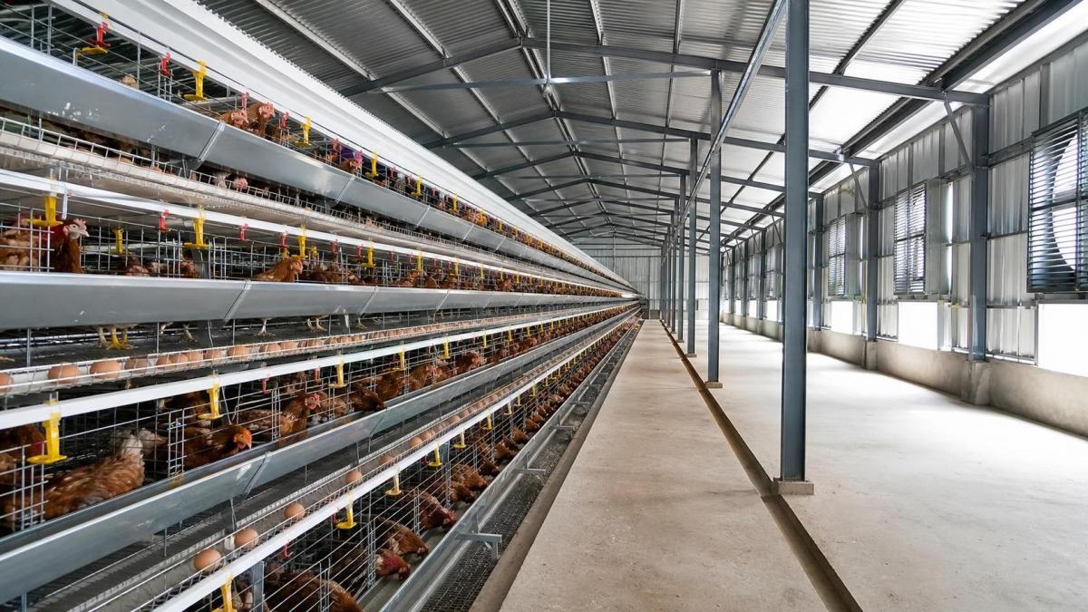 Battery Cage Layout Choices for Nigeria Poultry Farms: Capacity, Labor, and Space