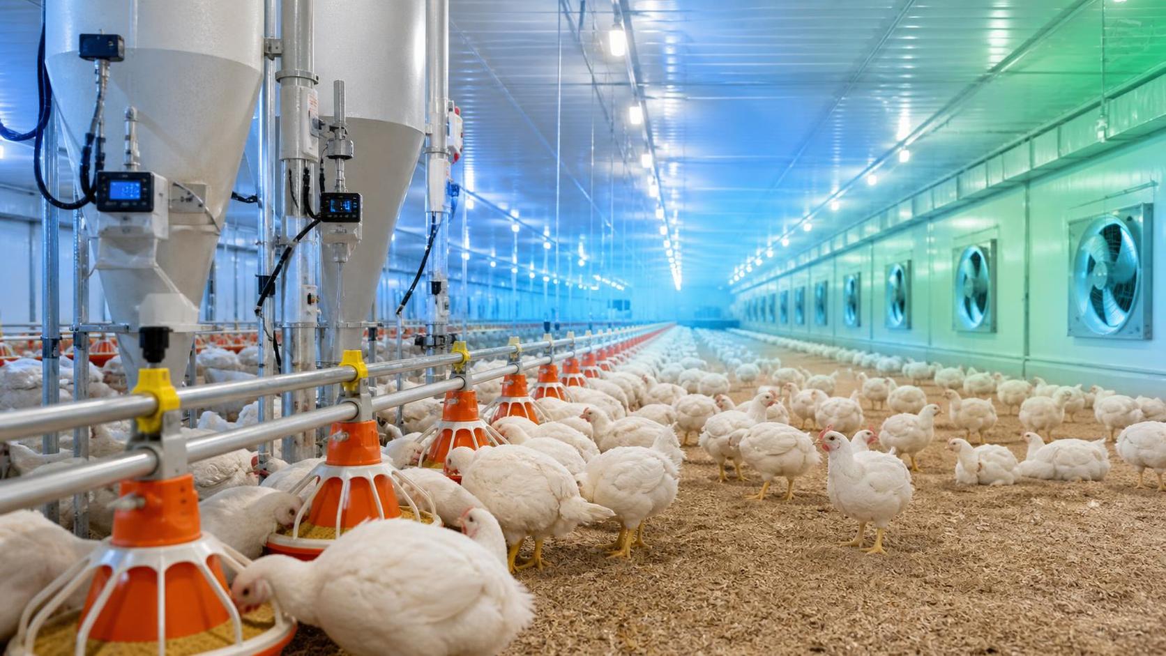 How real time poultry data can flag feed intake problems earlier