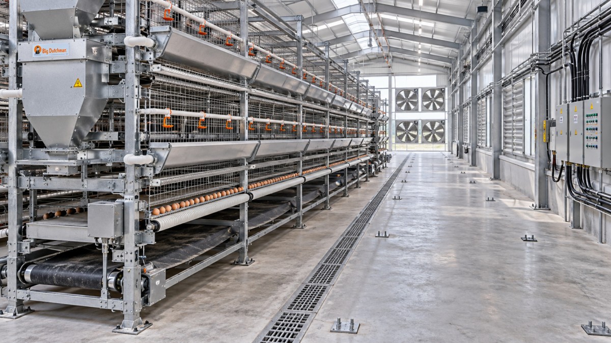 Battery Cage System Procurement: Checks Before Farm Installation Battery Cage System Procurement: Checks Before Farm Installation