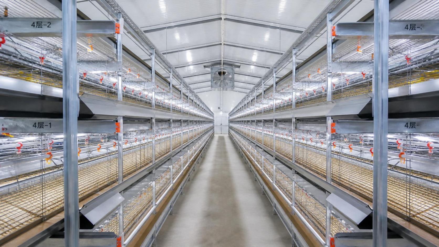 Battery Cage System of Poultry Farming: What Determines Layer Capacity Battery Cage System of Poultry Farming: What Determines Layer Capacity