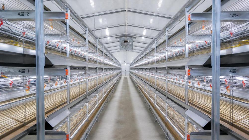 Battery Cage System of Poultry Farming: What Determines Layer Capacity Battery Cage System of Poultry Farming: What Determines Layer Capacity