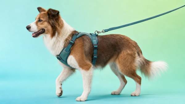Dog Harness and Leash Set: How to Pick the Right Fit for Walks