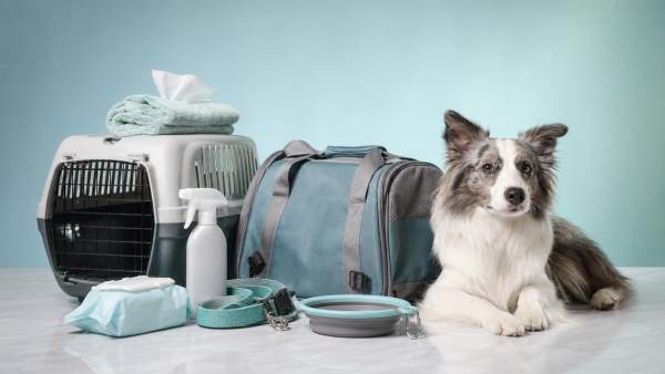 Pet Hygiene Basics That Improve Travel and Home Care