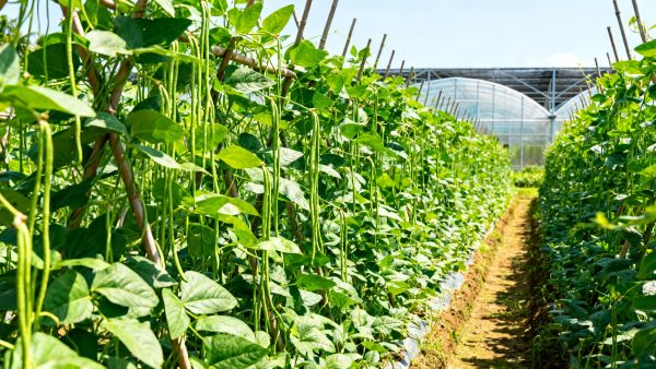 Hainan's Green Cultivation Technology for String Beans Attracts Procurement Intentions from Vietnam and Cambodia, Reducing Pesticide Use by 35% and Increasing Yield by 18%