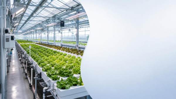 Commercial greenhouse equipment that adds cost without raising yield Commercial greenhouse equipment that adds cost without raising yield