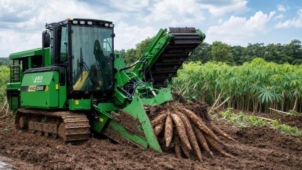 Cassava harvesting machines that reduce root damage in wet fields Cassava harvesting machines that reduce root damage in wet fields