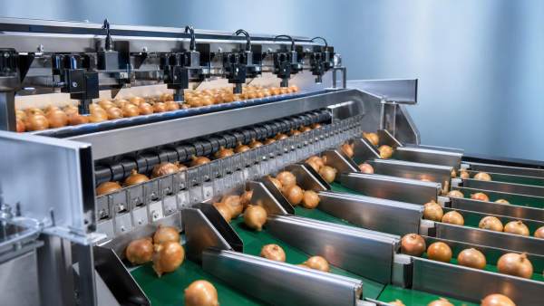 Why onion grading machine accuracy changes during peak season