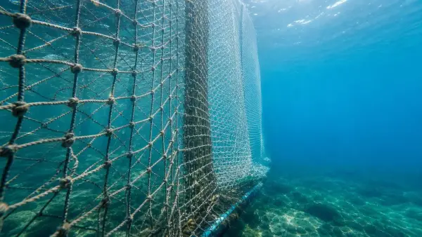 Commercial Fish Netting Failures Often Start With the Wrong Mesh Choice Commercial Fish Netting Failures Often Start With the Wrong Mesh Choice