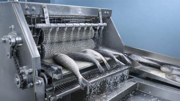 Commercial fish scaling machine problems that slow output