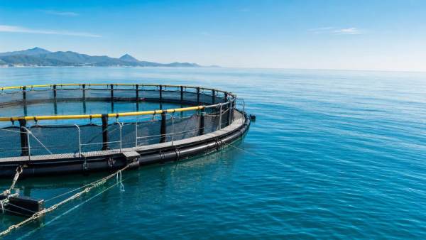 What to check before buying hdpe fish farming cages What to check before buying hdpe fish farming cages