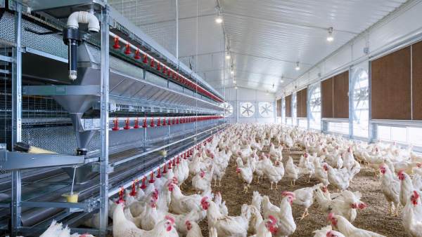 How to Choose Poultry Farm Equipment for Better Housing Efficiency