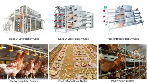 How Ethiopia Poultry Farm Business Plans Shape Equipment Choices How Ethiopia Poultry Farm Business Plans Shape Equipment Choices